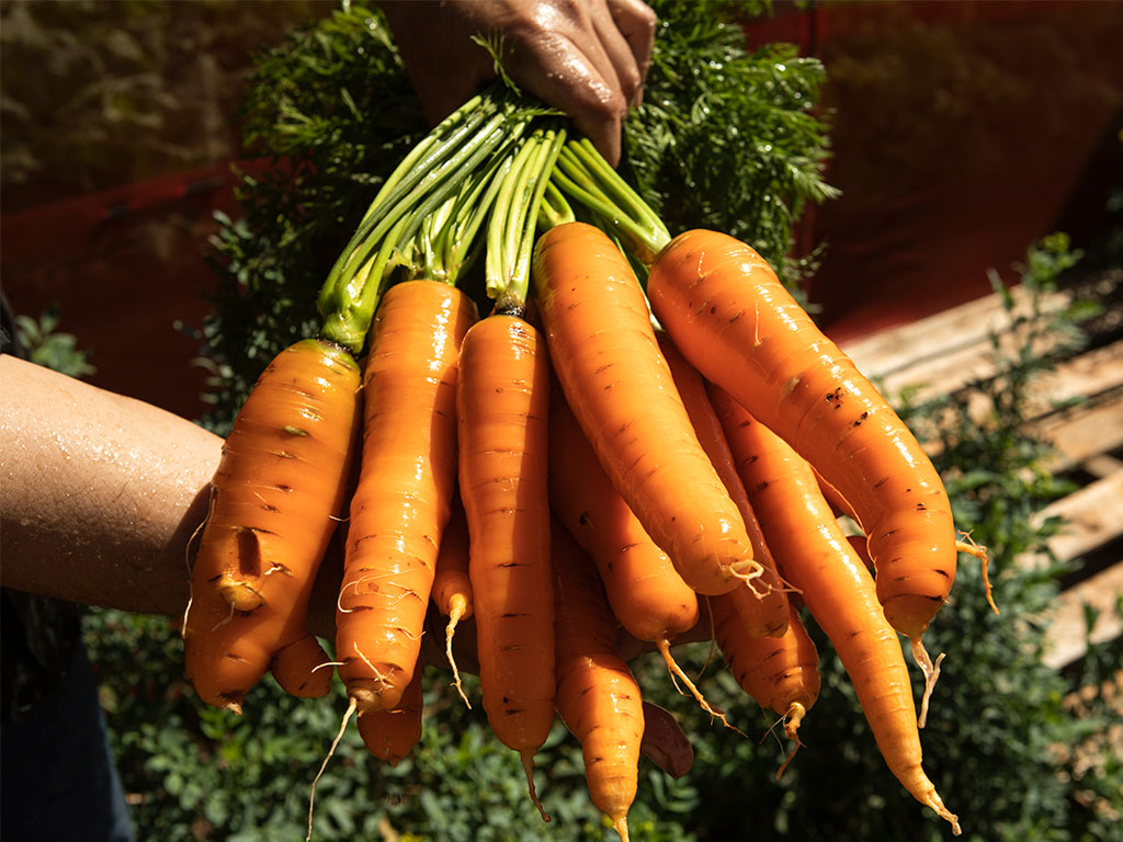 Veja a importância de consumir alimentos produzidos sem agrotóxicos e adubos químicos